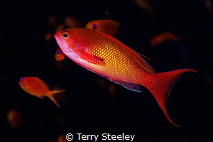 Dance of a thousand fish. Anthias, Marsa Shagra reef by Terry Steeley 